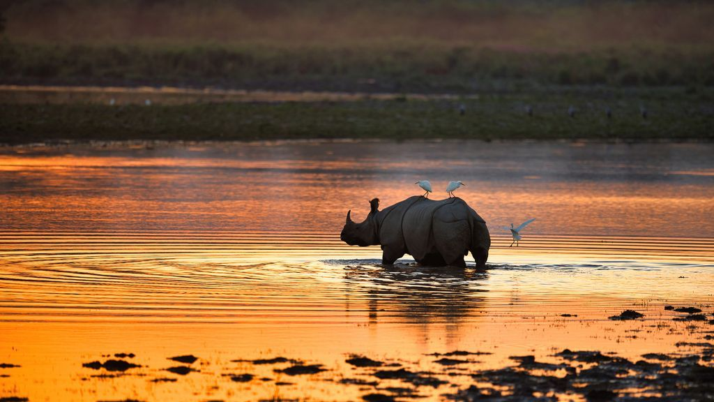 Kaziranga Tour Packages